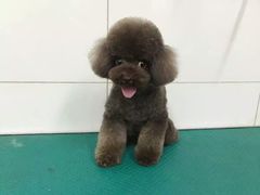 温暖先生宠物会所(洛溪店)-图片-guangzhou宠物