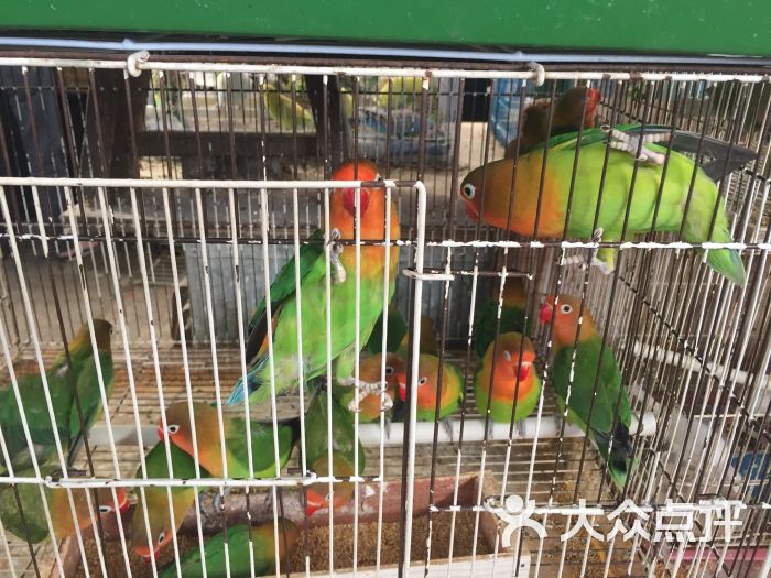 万商花鸟市场(西藏南路店)图片 - 第7张