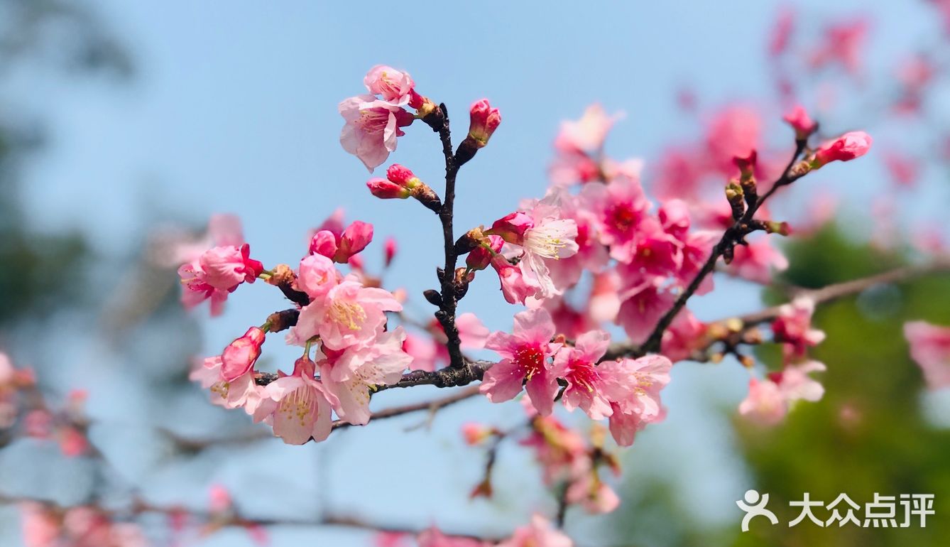 樱花桃花黄楹花争相斗艳把春报