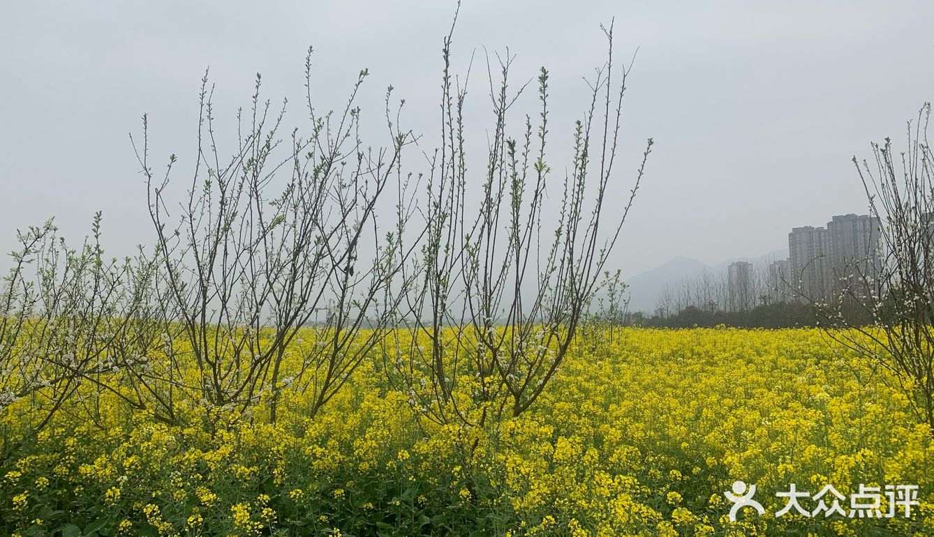 复盛油菜花