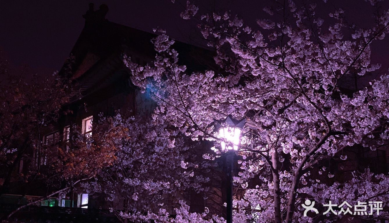 鸡鸣寺夜樱