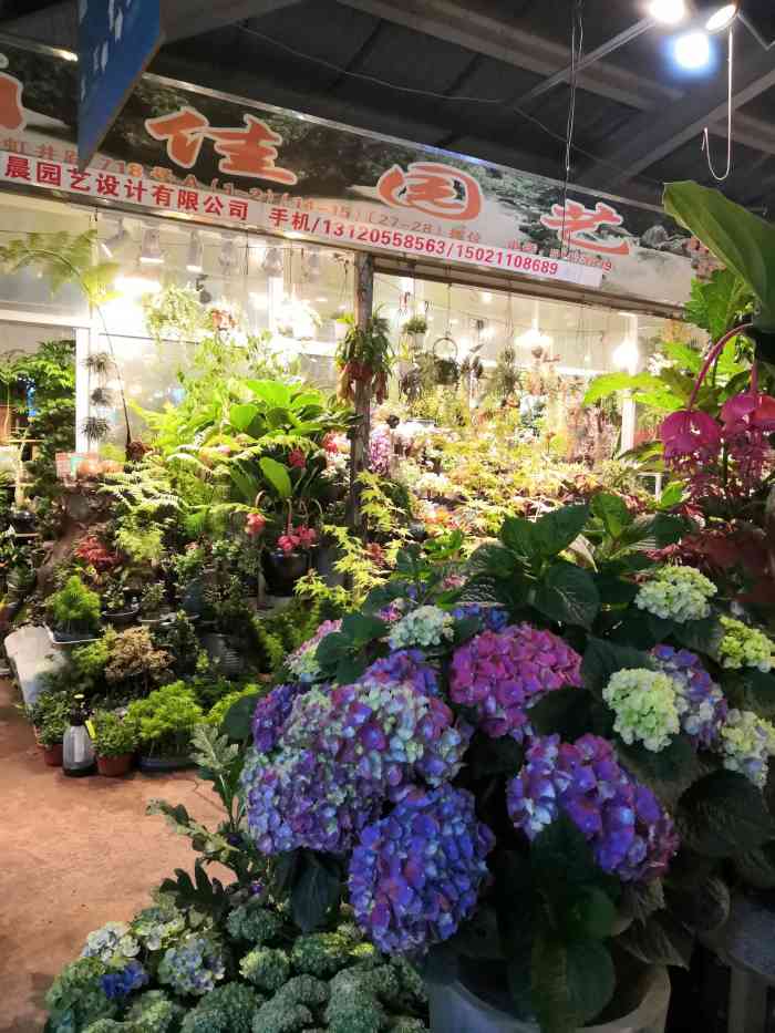 上海虹桥花卉市场(虹井路店)-"去韩国街玩顺便来花市.