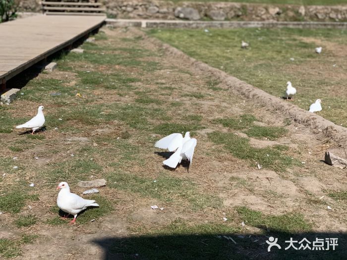 野鸽公园-图片-永嘉县周边游-大众点评网