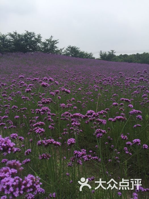 云澜湾·四季花海乐园图片 第16张