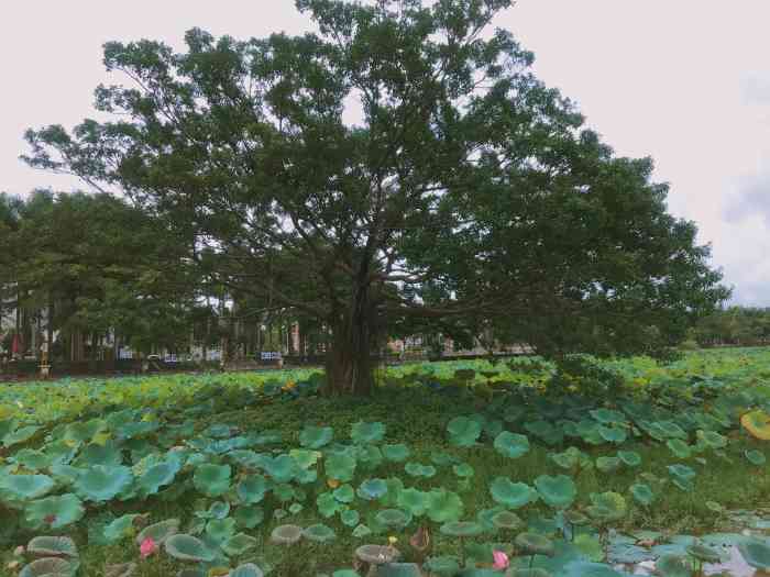 莲湖公园-"莲湖公园,位东莞桥头镇,号称东莞最大的莲.