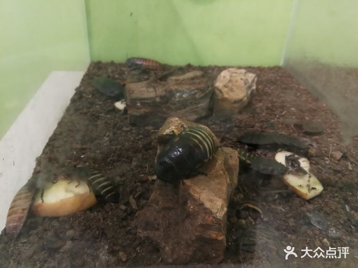 自然年轮昆虫馆图片 - 第15张
