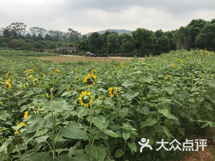 台农庄园图片 - 第9张