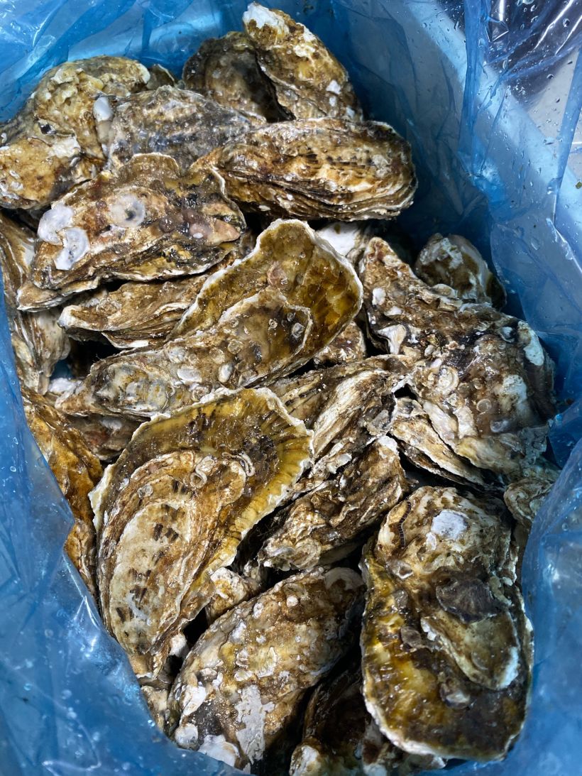 自己动手的生蚝宴