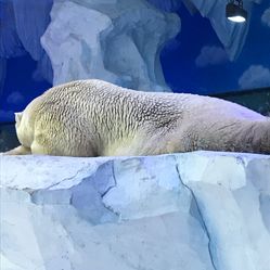 芜湖新华联大白鲸海洋公园门票_地址_地图_攻