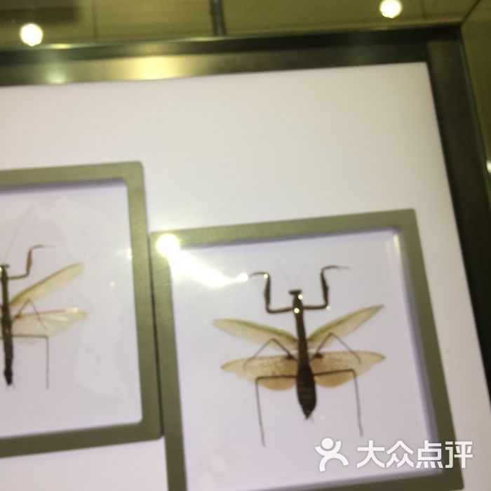 上海昆虫博物馆图片-北京博物馆-大众点评网