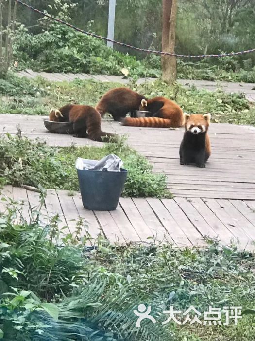 仙芝竹尖熊猫生态园旅游景区图片 - 第9张