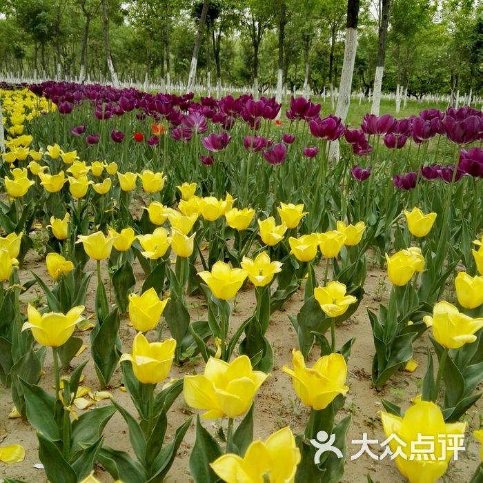 永定河绿色港湾景点郁金香图片-北京植物园-大众点评网