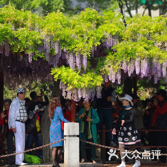 嘉定紫藤园图片-北京公园-大众点评网