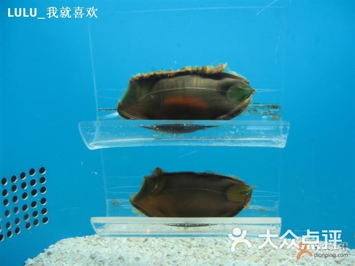上海海洋水族馆鲨鱼宝宝……图片 - 第4张