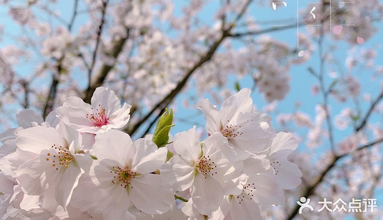 春日限定|樱花绽放时