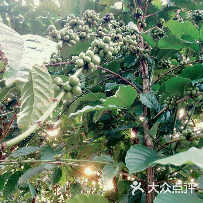 隆苑咖啡屋-美食-万宁图片美食吕伐登图片