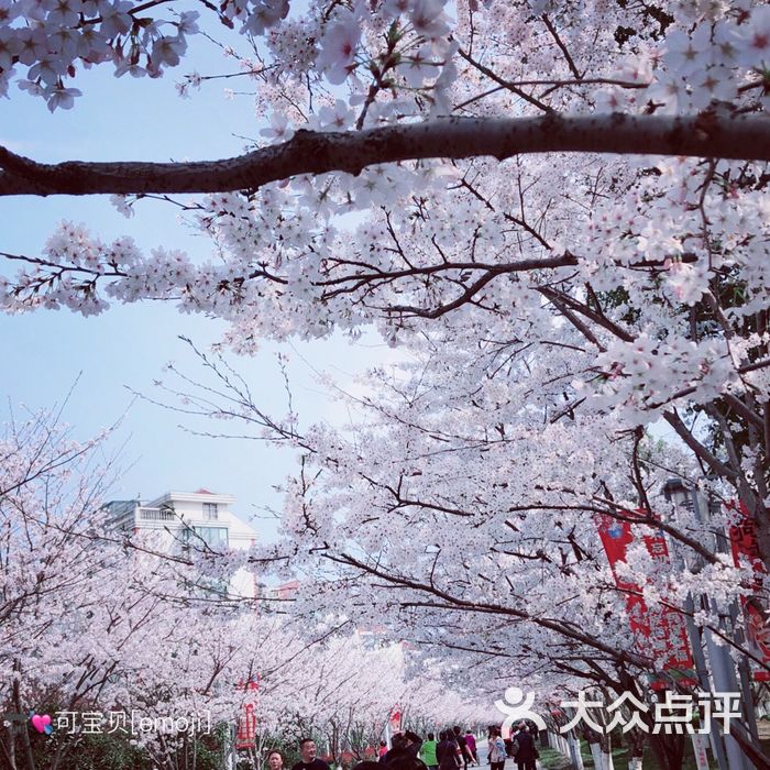 樱花园图片-北京植物园-大众点评网