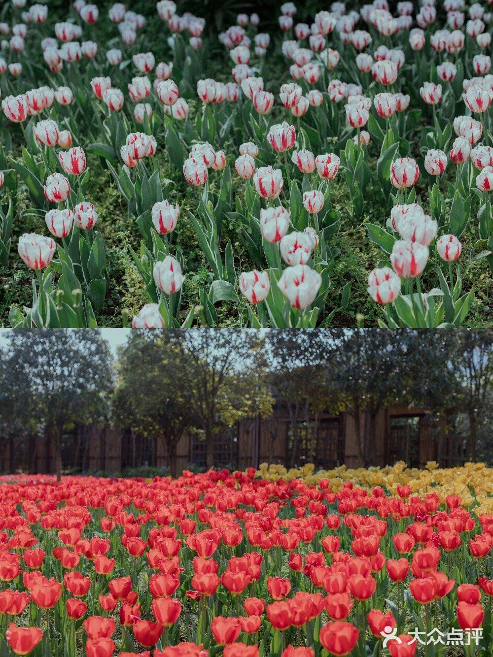 重庆旅游踏春赏花好去处,森系大片随手来