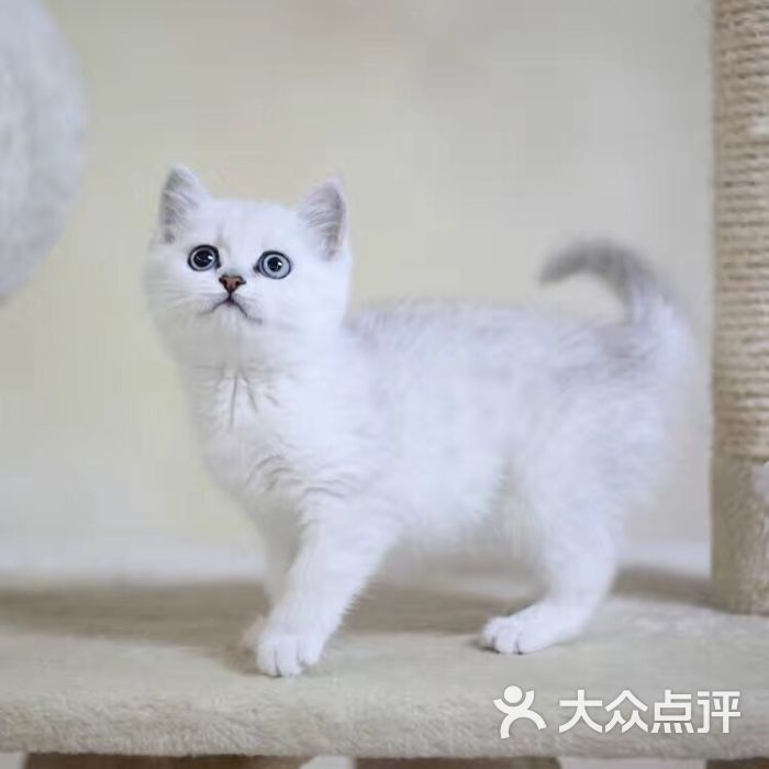 靓猫咪咪宠物店-图片-上海宠物