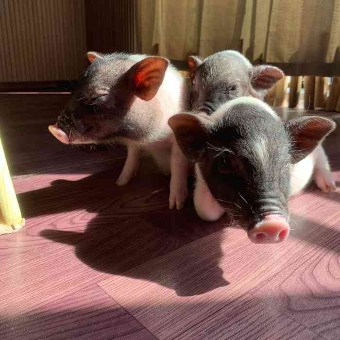 meet swine 社会猪·猪咖