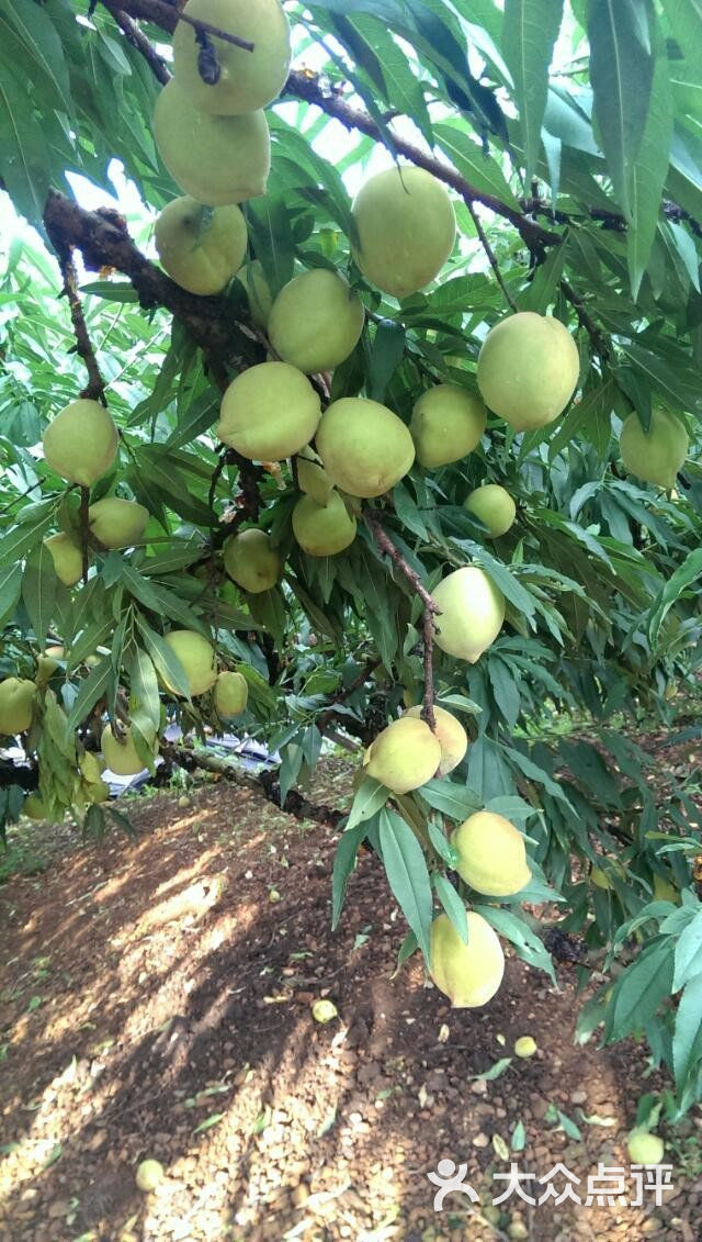 鹰嘴蜜桃树上的桃子图片 第4张