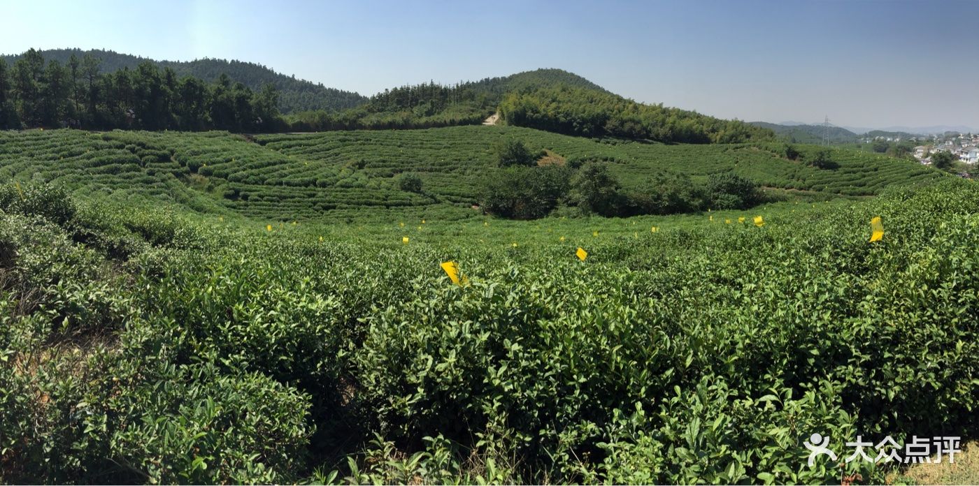 黄龙岘金陵茶文化旅游村图片 - 第665张