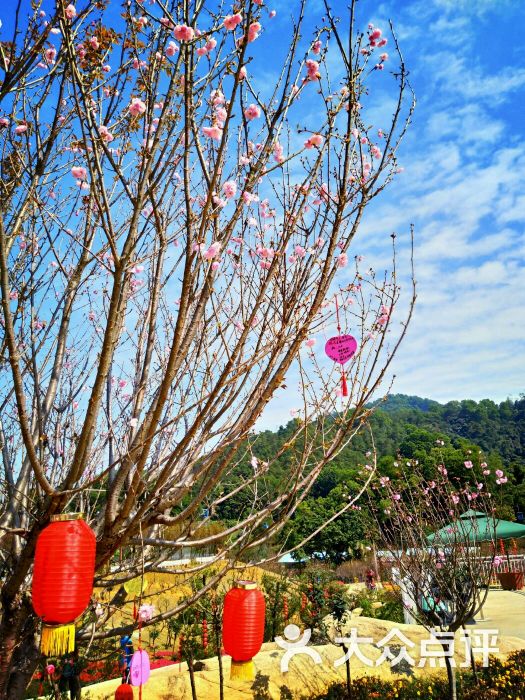 泉林山庄樱花谷图片 - 第3张