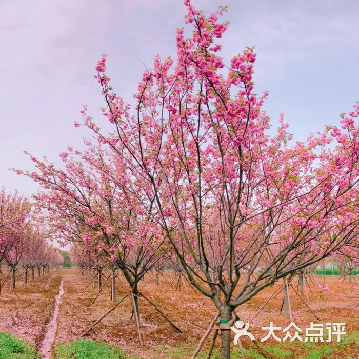 浮山樱花园