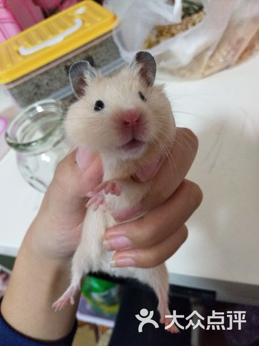 仓鼠米熊