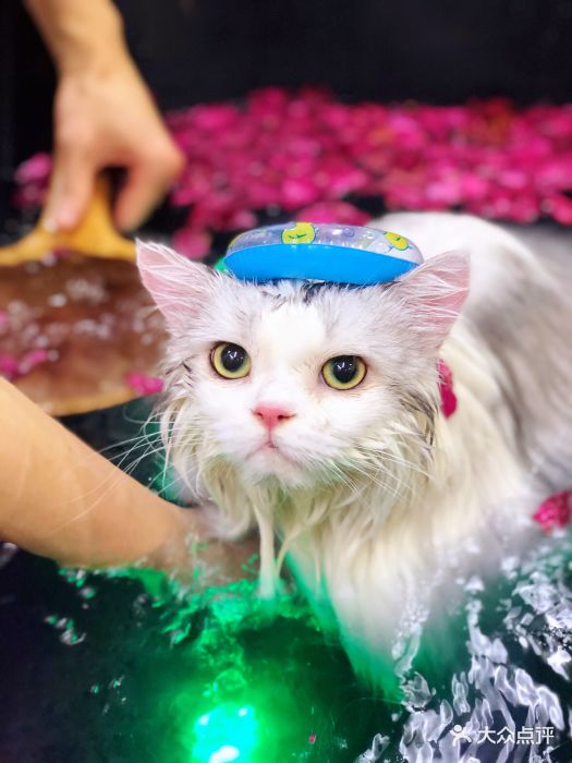 pony pet shop 小马儿宠物夏日玫瑰碳酸浴spa 图片 第284张