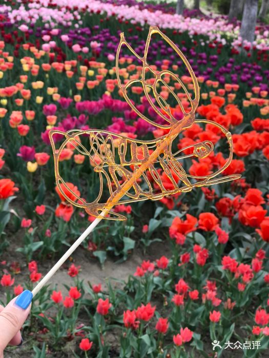 昆山巴城荷兰郁金香文化节