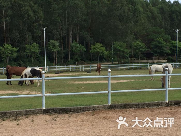 御盛森林马场-图片-广州周边游-大众点评网