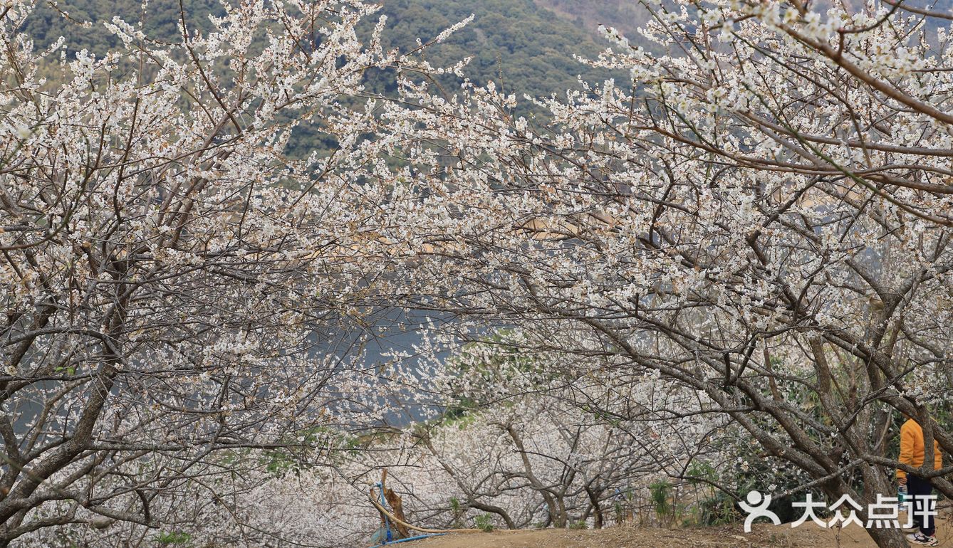 2021流溪香雪梅花节