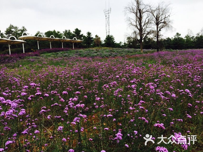 香草芳林-景点图片-昆明周边游-大众点评网