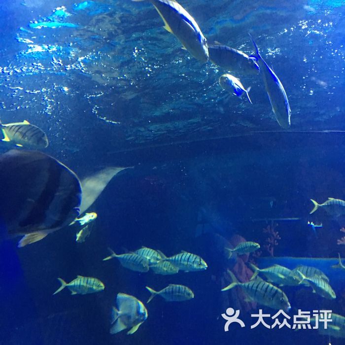 苏州乐园海底世界图片-北京海洋馆-大众点评网