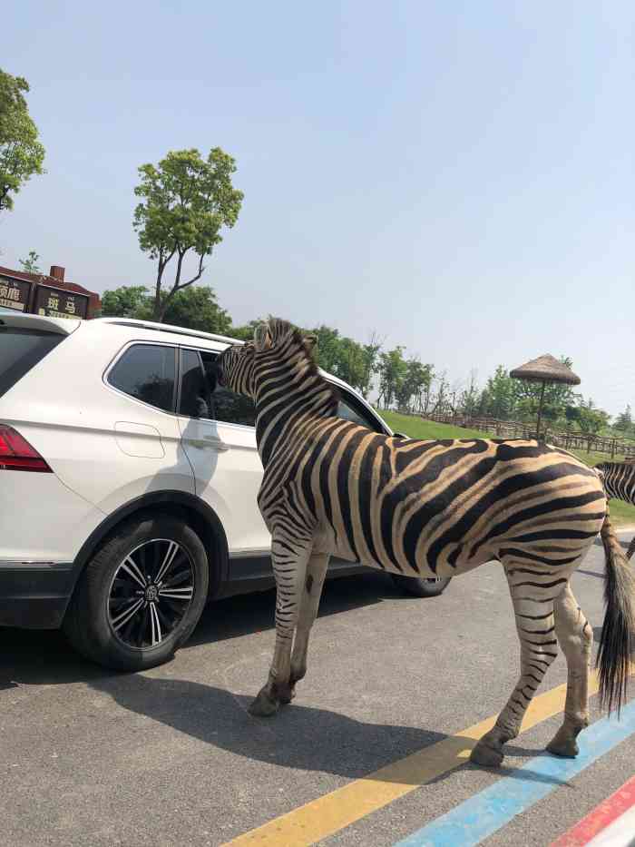 游玩南通野生森林动物园