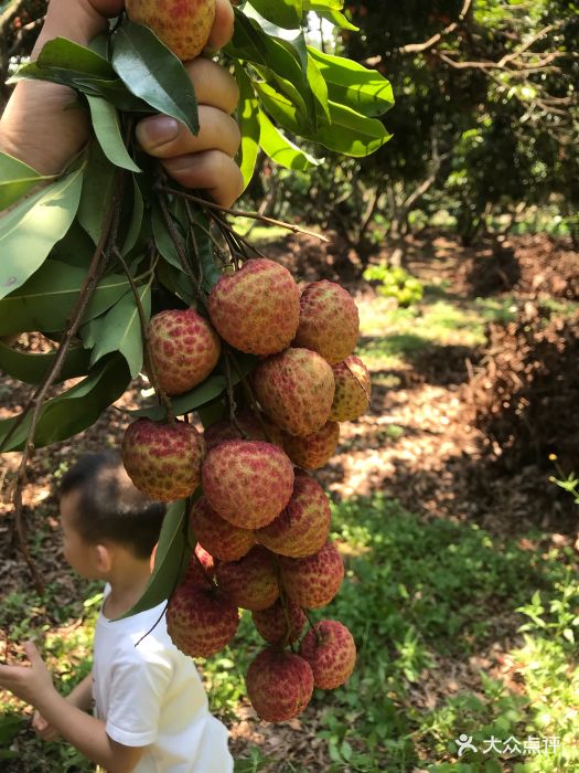 不错,桂味比较多,糯米糍也有。挂果多,甜.-麒