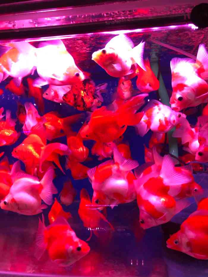 陈砦花卉市场观赏鱼商场