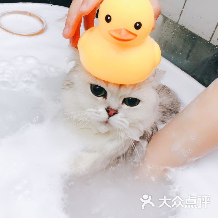 贝蒂猫 猫洗澡