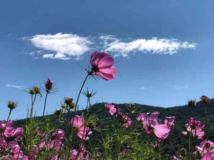 半山花海-"半山花海位于石景山五里坨天泰山半山腰,几