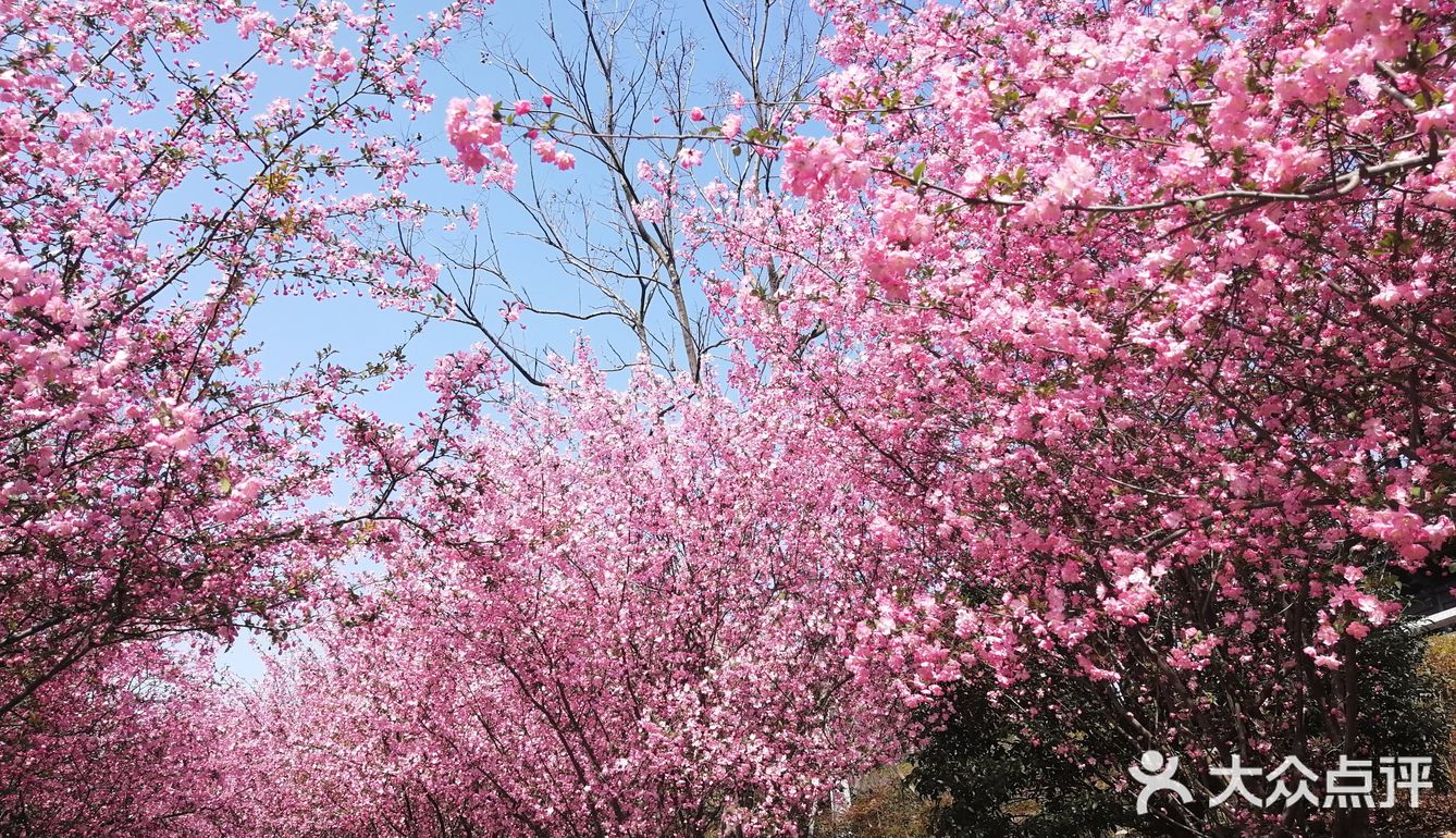 镇江市南山花鸟市场