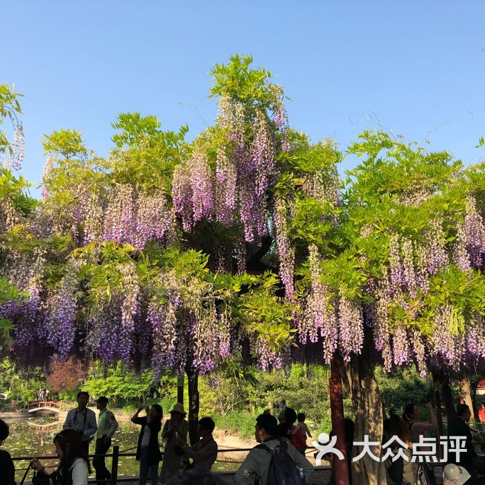 嘉定紫藤园图片-北京公园-大众点评网