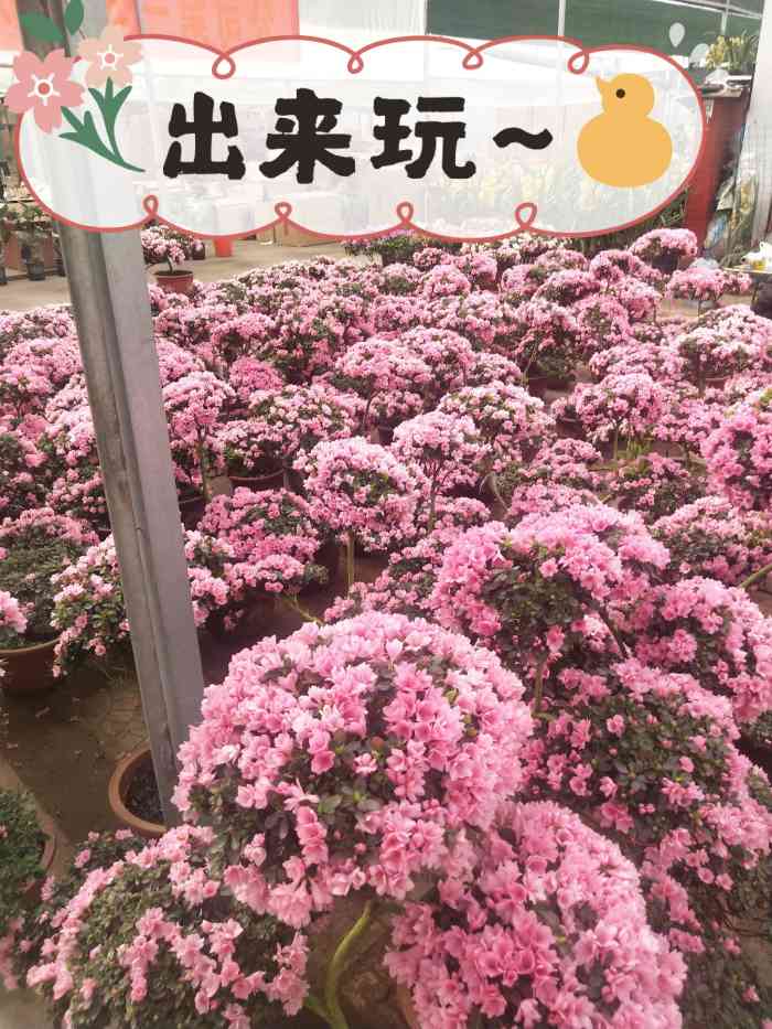 青州黄楼花卉市场-"听说是北方最大的花卉市场……占地面积不小.