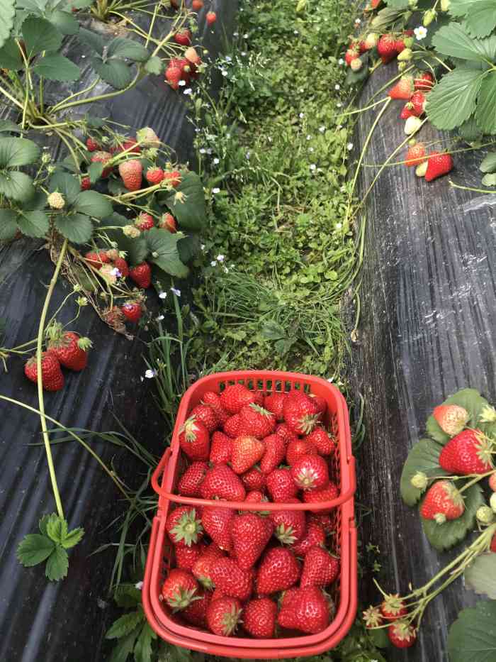 傅家边精品奶油草莓-"溧水傅家边草莓园区一长条大概.