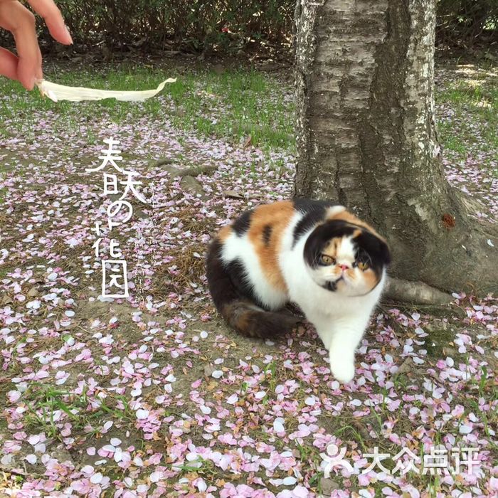 红猫馆猫舍