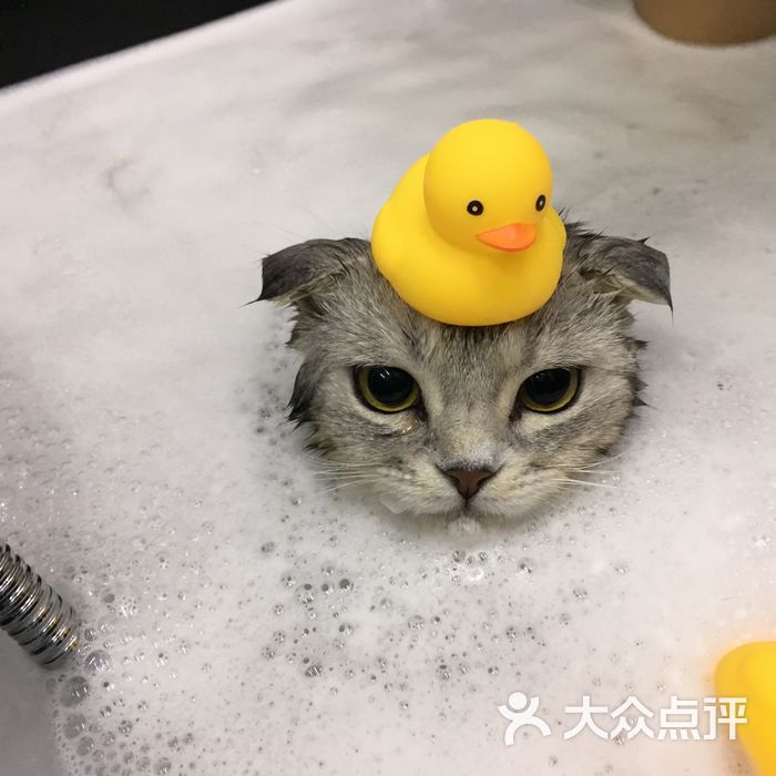 贝蒂猫 猫洗澡