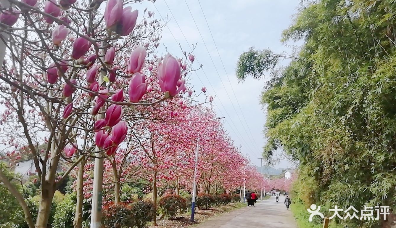 这是位于重庆璧山来凤花木公司那边的一片花海