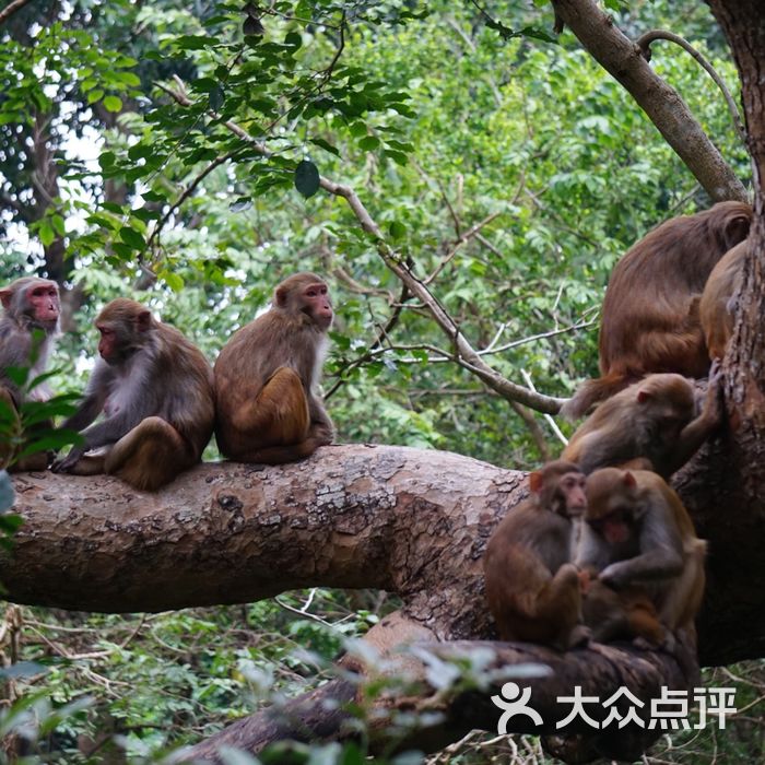 南湾猴岛生态旅游区