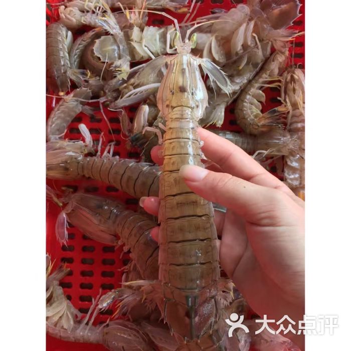 东山华哥海上鱼排休闲餐厅-白灼濑尿虾图片-深圳美食-大众点评网