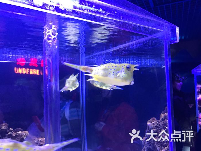太平洋海底世界图片 第10张